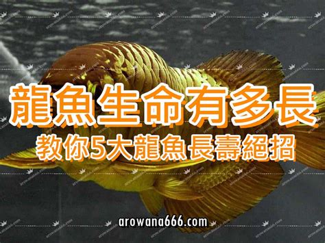 龍魚壽命|龍魚的壽命有多長，能活幾年